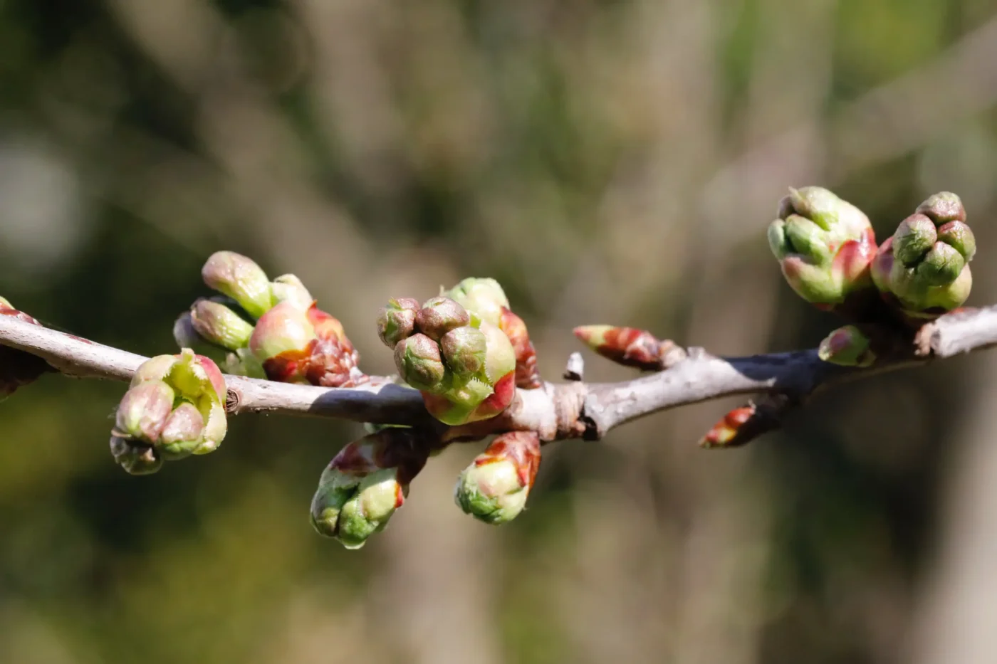 bourgeons sur une branche d'arbre au soleil